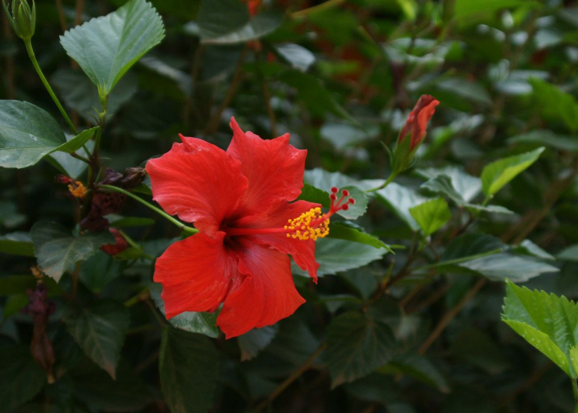 SONY DSC