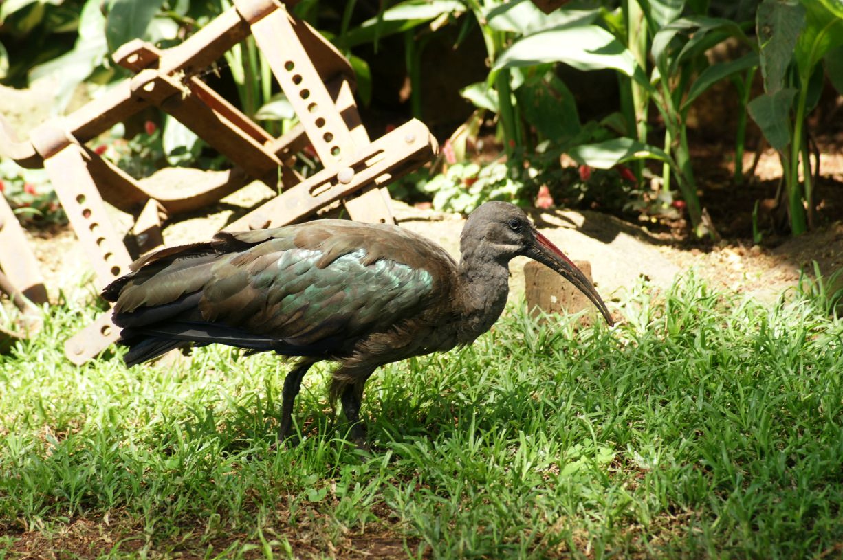 SONY DSC