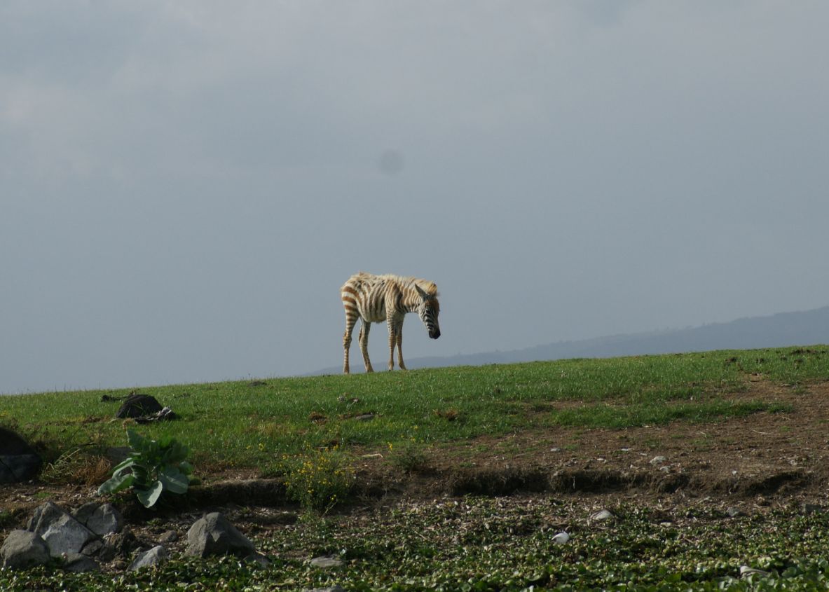 SONY DSC
