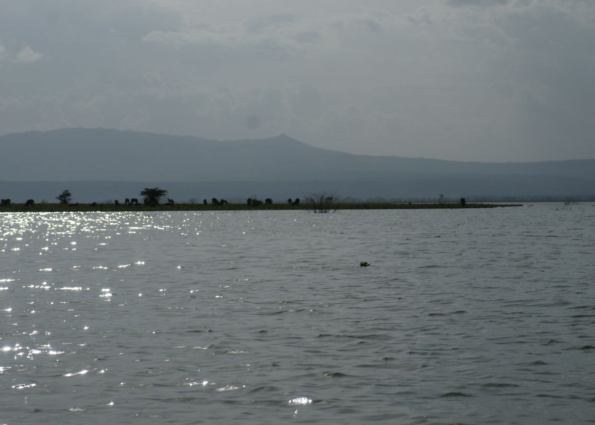 SONY DSC