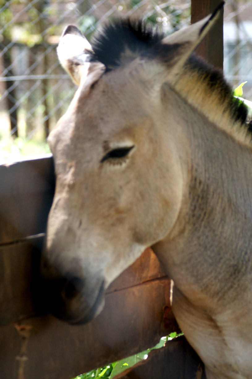 SONY DSC