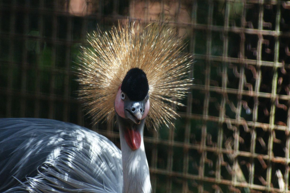 SONY DSC