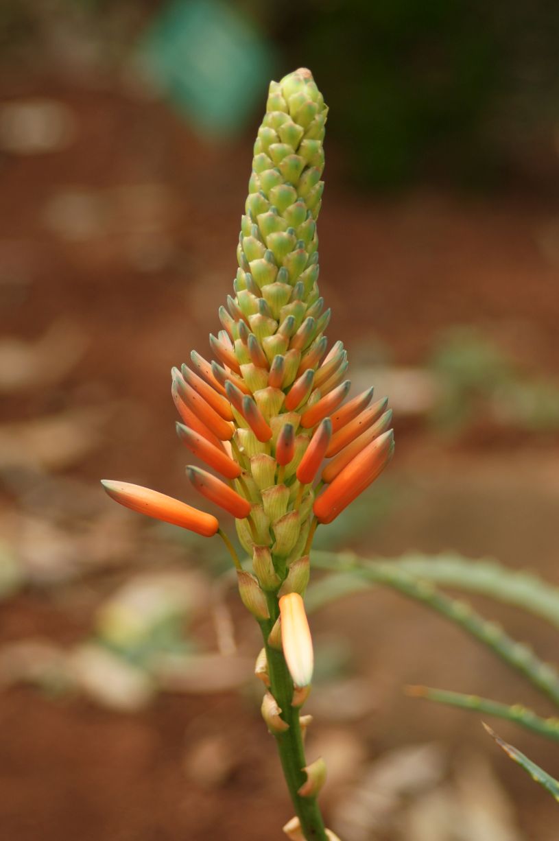 SONY DSC